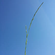 Attēlu rezultāti vaicājumam “Glyceria fluitans”