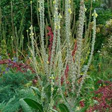 Attēlu rezultāti vaicājumam “Verbascum densiflorum leaf”