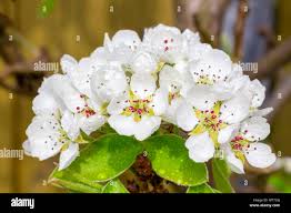 Attēlu rezultāti vaicājumam “Pyrus communis flower”