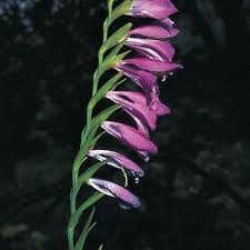 Attēlu rezultāti vaicājumam “Gladiolus imbricatus”