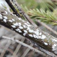 Attēlu rezultāti vaicājumam “Chionaspis salicis”