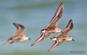 Image result for Calidris pusilla