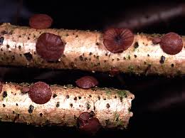 Attēlu rezultāti vaicājumam “Rutstroemia firma”