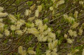 Attēlu rezultāti vaicājumam “Salix myrsinifolia”