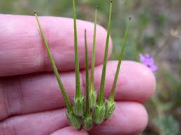 Attēlu rezultāti vaicājumam “Erodium cicutarium leaf”