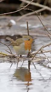 Attēlu rezultāti vaicājumam “Erithacus rubecula nest”
