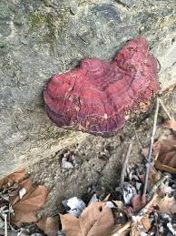 Attēlu rezultāti vaicājumam “Enteridium liceoides sessile”