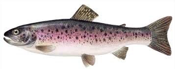 Image result for Oncorhynchus