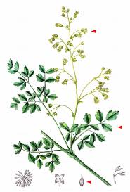 Attēlu rezultāti vaicājumam “Thalictrum minus”