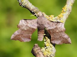 Attēlu rezultāti vaicājumam “Laothoe populi imago”
