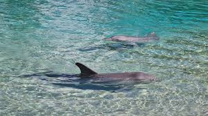 Image result for Belfairs Dolphins Snorkelling Club