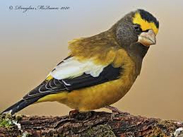 Image result for Hesperiphona vespertina