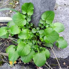 Attēlu rezultāti vaicājumam “Barbarea vulgaris subsp. arcuata fruit”