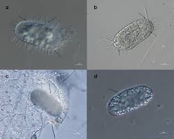 Attēlu rezultāti vaicājumam “Sporophagomyces chrysostomus”