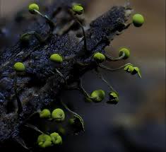 Attēlu rezultāti vaicājumam “Physarum viride var. incanum stalked”