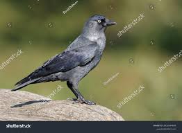 Attēlu rezultāti vaicājumam “Corvus monedula adult”