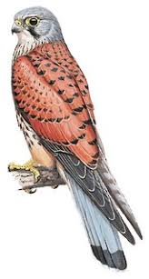 Attēlu rezultāti vaicājumam “Falco tinnunculus”