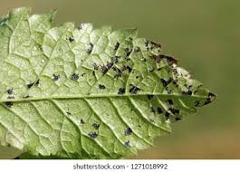 Attēlu rezultāti vaicājumam “Chaerophyllum aromaticum leaf”