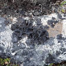 Attēlu rezultāti vaicājumam “Cladonia rangiferina”