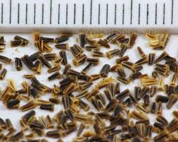 Attēlu rezultāti vaicājumam “Tripleurospermum inodorum”