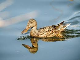 Attēlu rezultāti vaicājumam “Anas clypeata male”