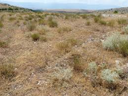 Attēlu rezultāti vaicājumam “Protoschinia scutosa”