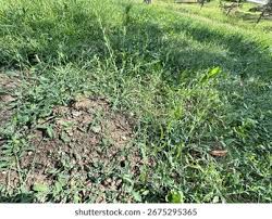 Attēlu rezultāti vaicājumam “Polygonum arenastrum leaf”