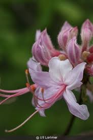 Attēlu rezultāti vaicājumam “Rhododendron periclymenoides flower”