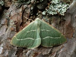 Attēlu rezultāti vaicājumam “Hylaea fasciaria”