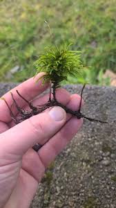 Attēlu rezultāti vaicājumam “Climacium dendroides sporophyte”