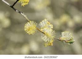 Attēlu rezultāti vaicājumam “Salix caprea male flower”