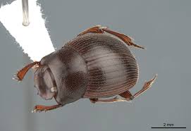 Attēlu rezultāti vaicājumam “Scarabaeidae”