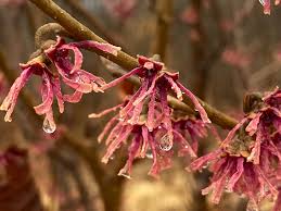 Attēlu rezultāti vaicājumam “Hamamelis”