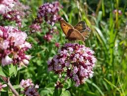 Attēlu rezultāti vaicājumam “Origanum majorana flower”