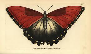 Attēlu rezultāti vaicājumam “Inachis io upperside”