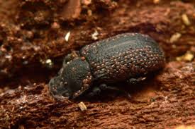 Attēlu rezultāti vaicājumam “Bolitophagus reticulatus”