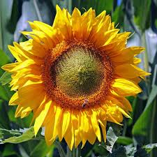 Image result for Helianthus annuus