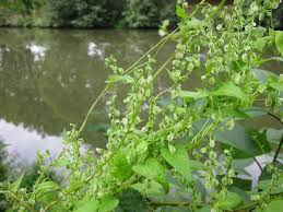 Attēlu rezultāti vaicājumam “Fallopia dumetorum”