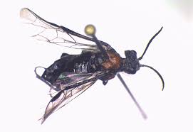 Attēlu rezultāti vaicājumam “Euura brevicornis”