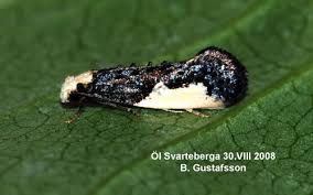 Attēlu rezultāti vaicājumam “Monopis monachella”