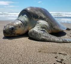 Image result for Lepidochelys olivacea
