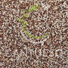 Attēlu rezultāti vaicājumam “Juncus bulbosus fruit”