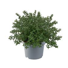 Attēlu rezultāti vaicājumam “Thymus vulgaris”