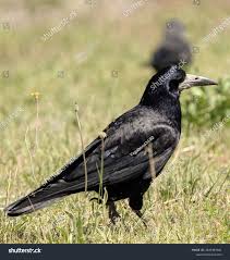 Attēlu rezultāti vaicājumam “Corvus frugilegus”