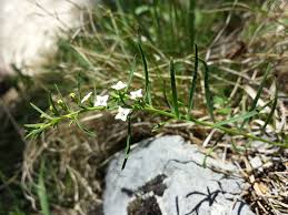 Attēlu rezultāti vaicājumam “Thesium alpinum”