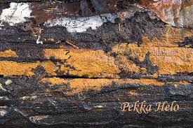 Attēlu rezultāti vaicājumam “Crustoderma dryinum”