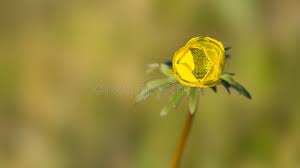 Attēlu rezultāti vaicājumam “Trollius europaeus bud”