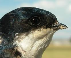 Attēlu rezultāti vaicājumam “Delichon urbicum adult”