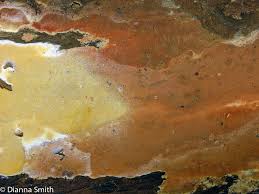 Attēlu rezultāti vaicājumam “Ceriporia”