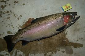 Image result for Oncorhynchus mykiss